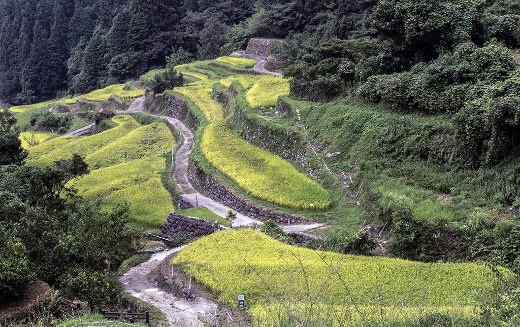 terrazas de arroz, Japón
